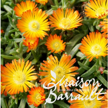 image DELOSPERMA FIRE WONDER