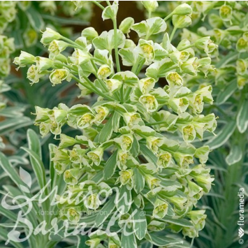 image EUPHORBIA CHARACIAS GLACIER BLUE