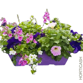 image PLANTES MASSIF MELANGE JARD COLOREE