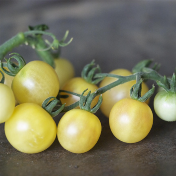 image TOMATE CERISE MIRABELLE BLANCHE