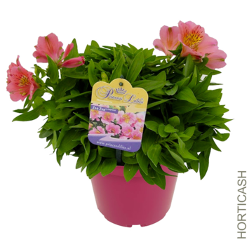 image ALSTROEMERIA