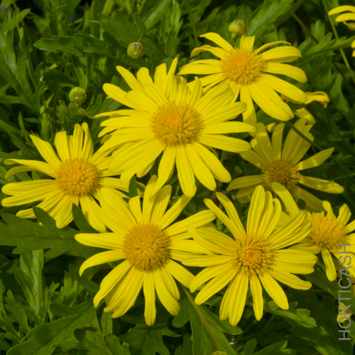 image EURYOPS ATHANEA