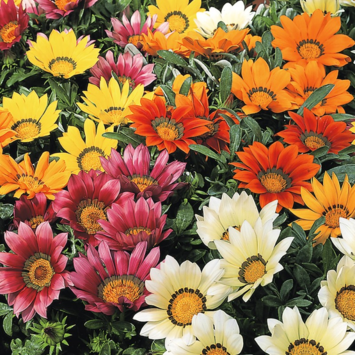 image GAZANIA BQ10