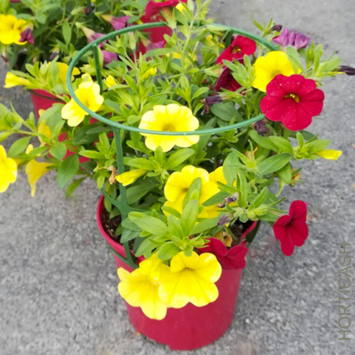 image CALIBRACHOA