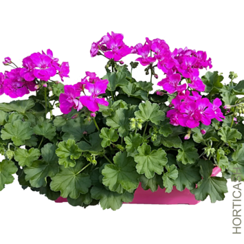 image GERANIUM CALLIOPE JARD COLOREE