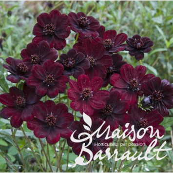 image COSMOS CHOCAMOCHA