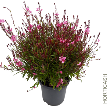 image GAURA LINDHEIMERI SISKYOU PINK