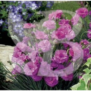 image OEILLET PLUMARIUS TICKLED PINK