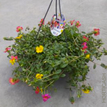 image PORTULACA POURPIER SUSP P COLORE