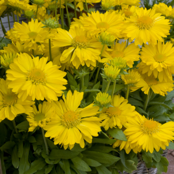 image GAILLARDE ARISTATA MESA YELLOW
