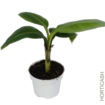 image MUSA