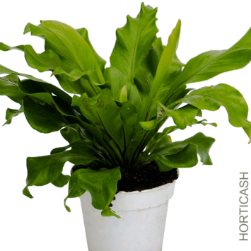 image ASPLENIUM ANTIQUUM