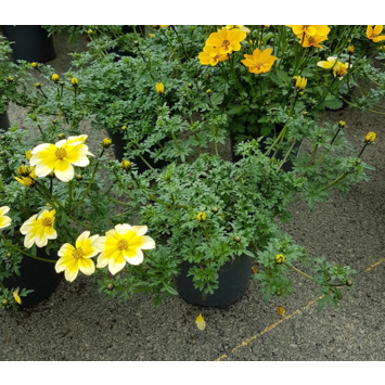 image BIDENS