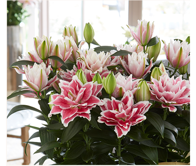 LILIUM ROSELILY VARIE 5PP