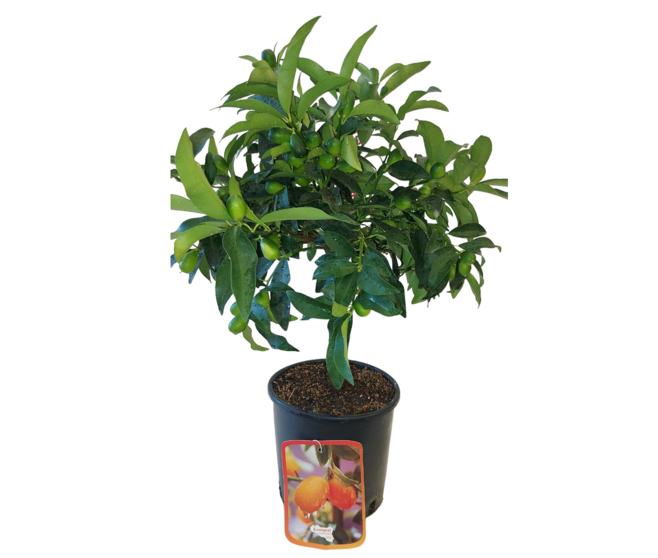 KUMQUAT 1/2TIGE