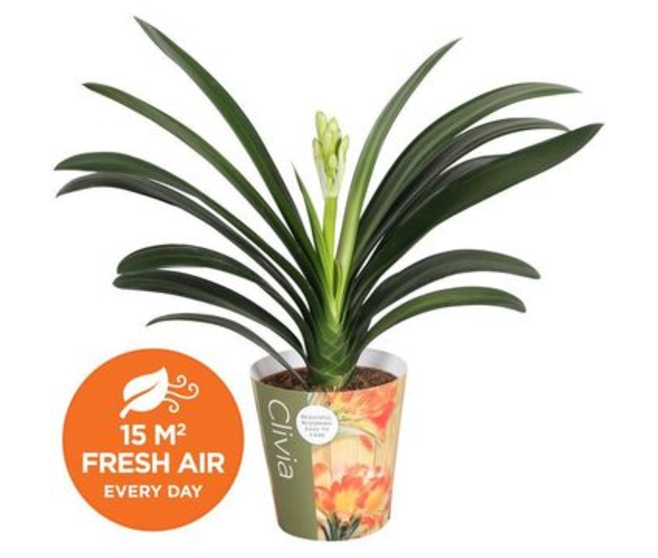 CLIVIA MINIATA