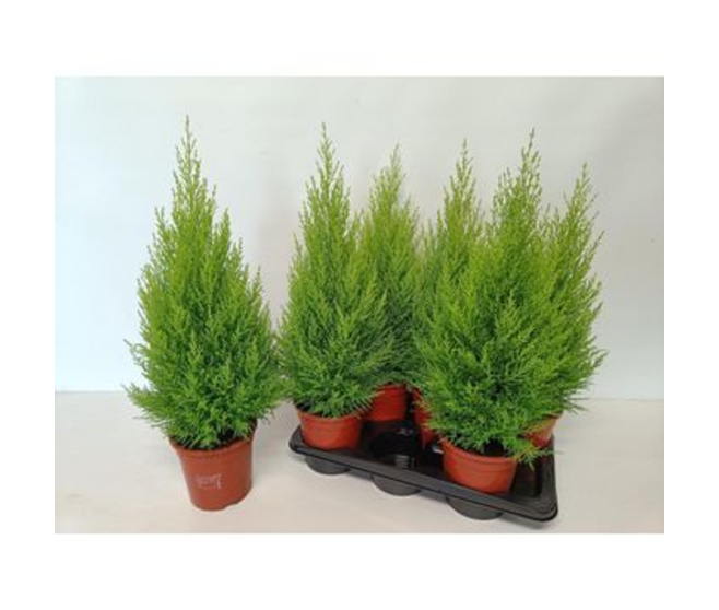 CUPRESSUS GOLD