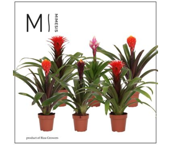 GUZMANIA VARIES