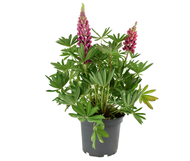 LUPIN