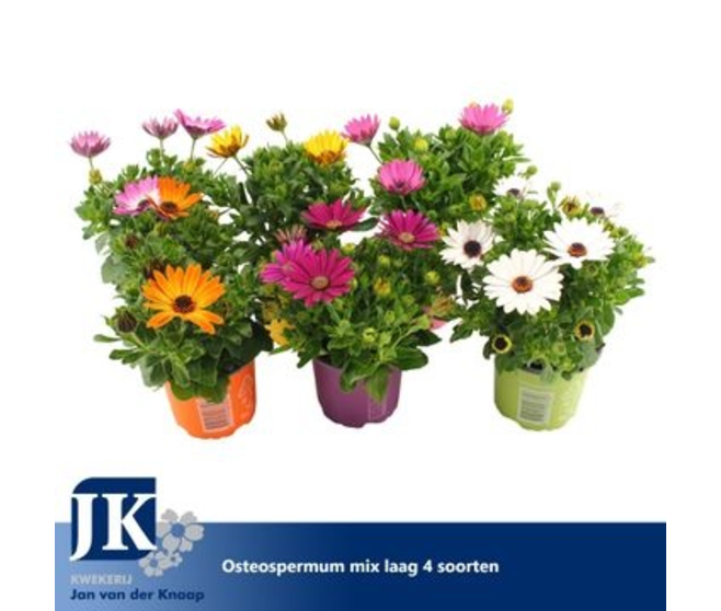 OSTEOSPERMUM VARIES &