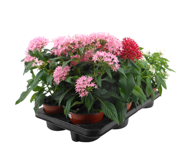 PENTAS