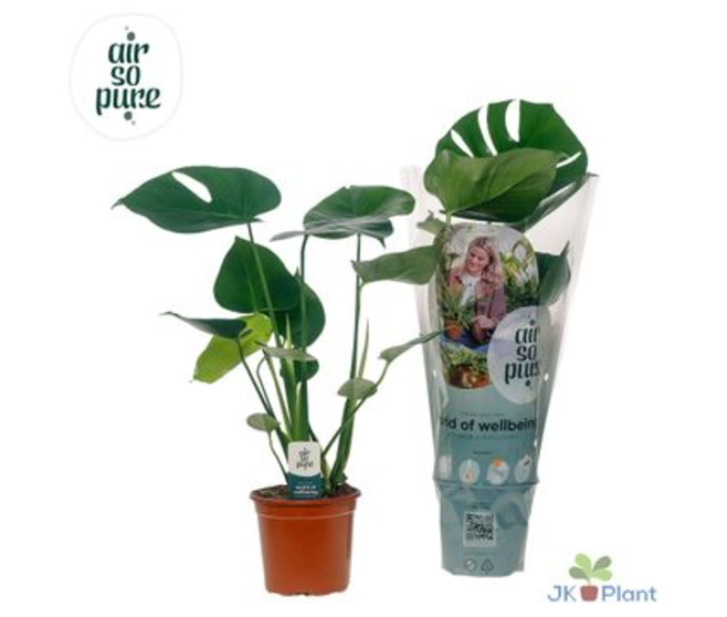 PHILODENDRON MONSTERA