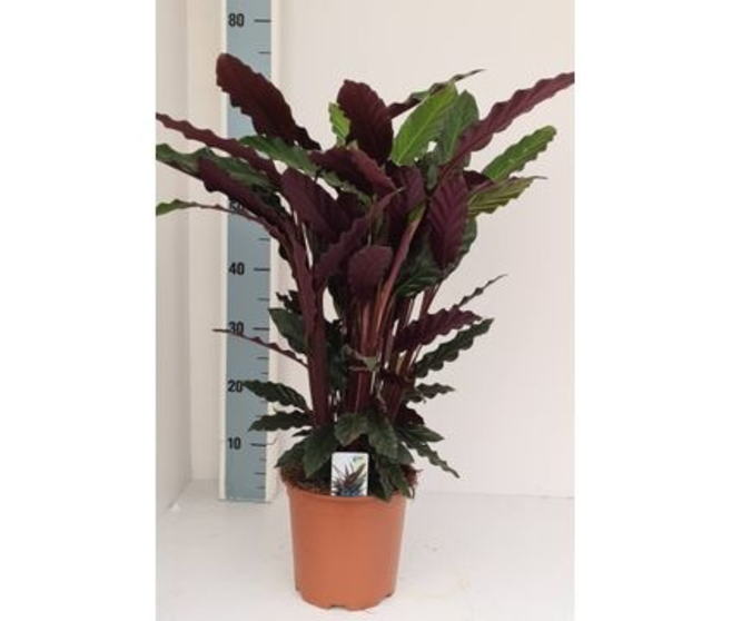 CALATHEA RUFFIBARBA