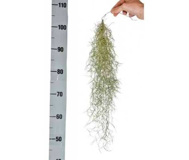 TILLANDSIA USNEOIDES SUSP