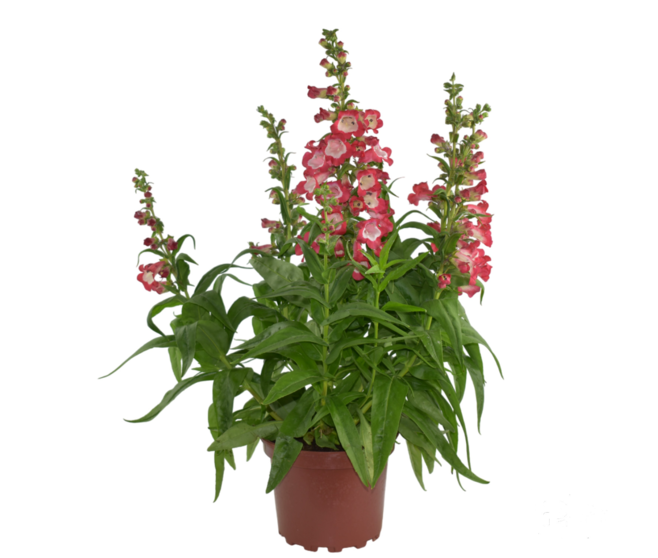 PENSTEMON VARIES