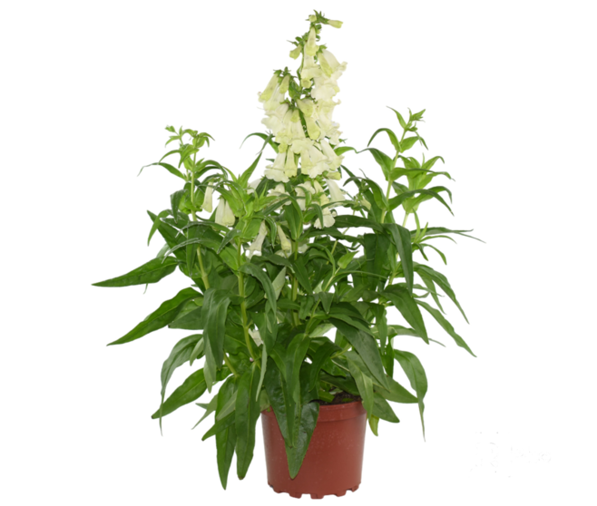 PENSTEMON VARIES