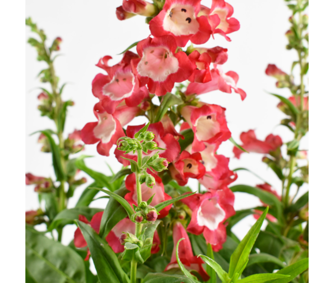 PENSTEMON VARIES