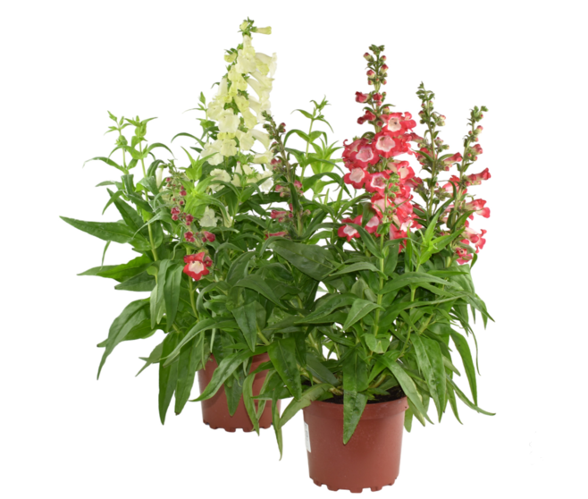 PENSTEMON VARIES