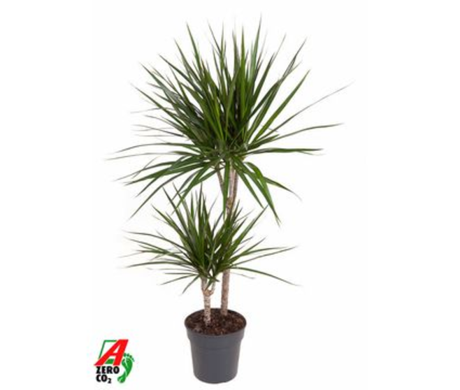 DRACAENA MARGINATA 45-15