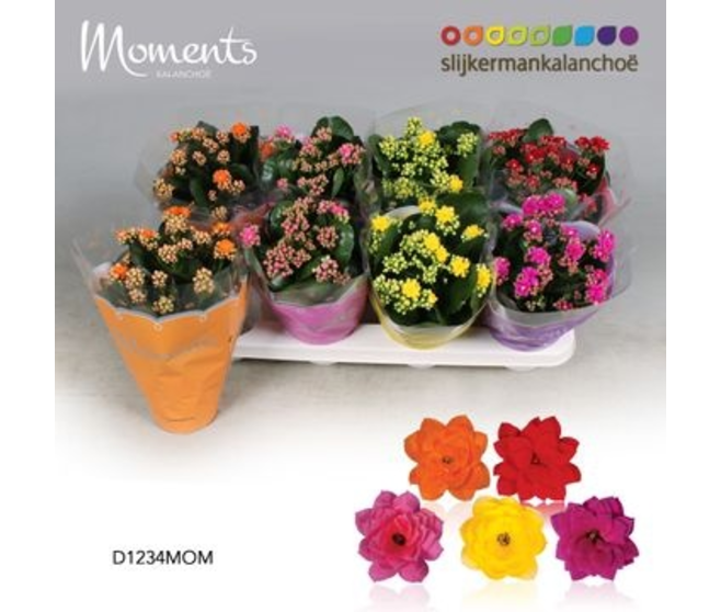 KALANCHOE FL DBLE