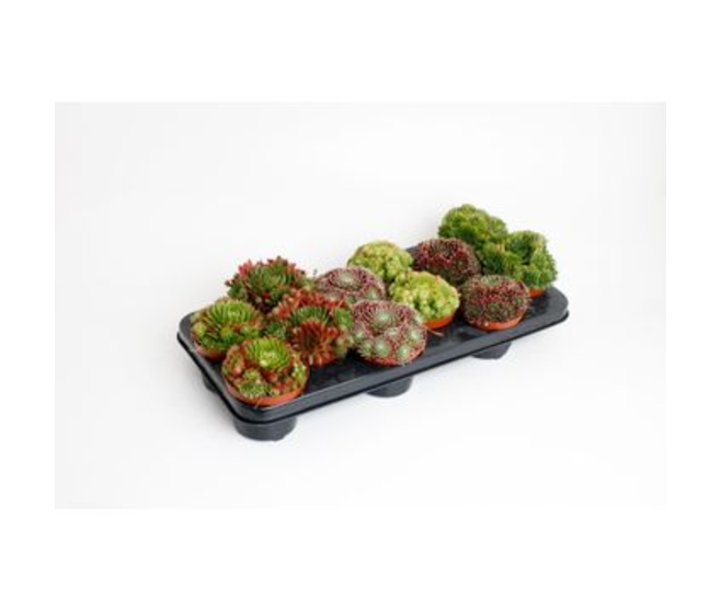 SEMPERVIVUM