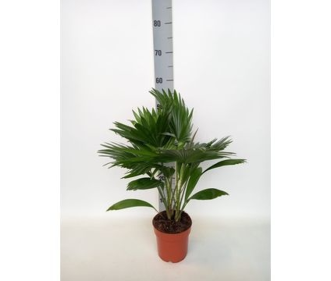 LIVISTONIA