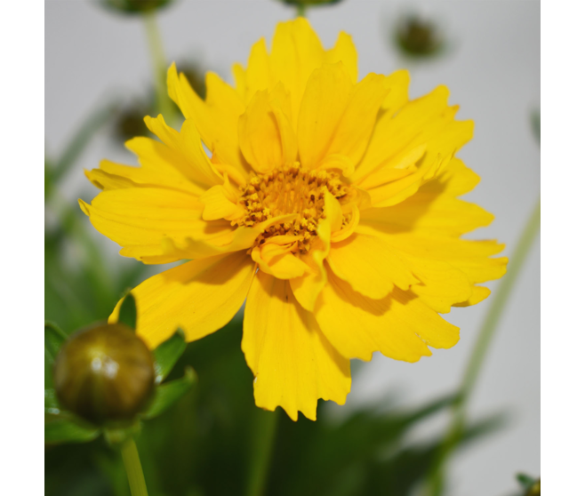 COREOPSIS
