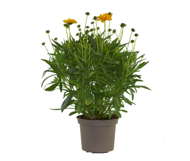 COREOPSIS