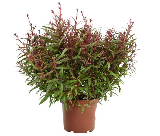 GAURA LINDHEIMERI