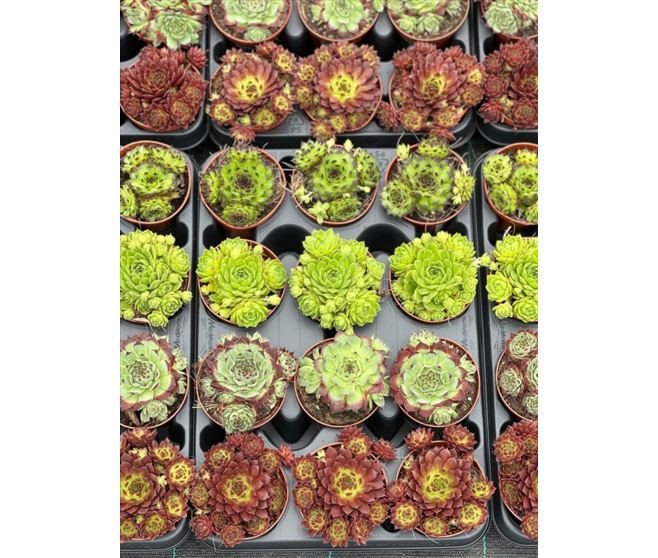 SEMPERVIVUM VARIES