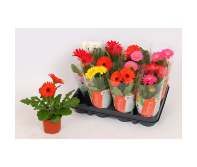 GERBERA