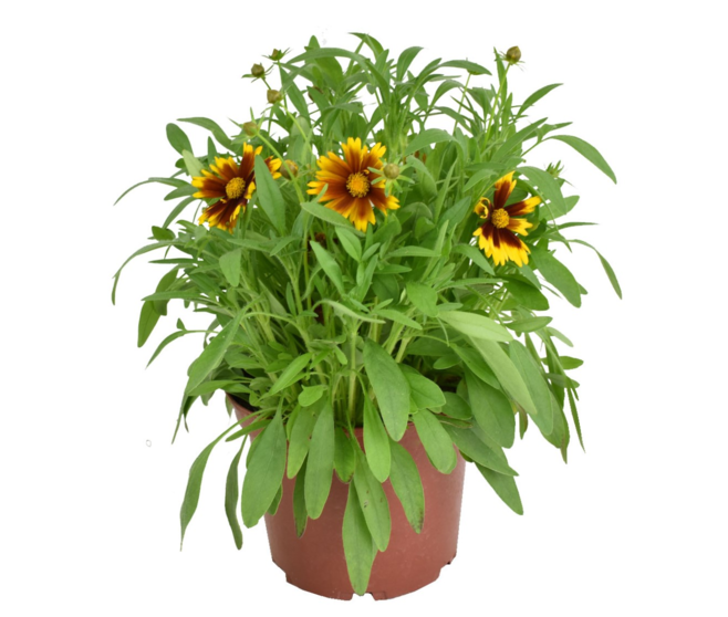 COREOPSIS