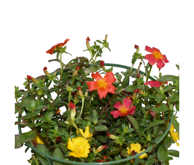 PORTULACA POURPIER