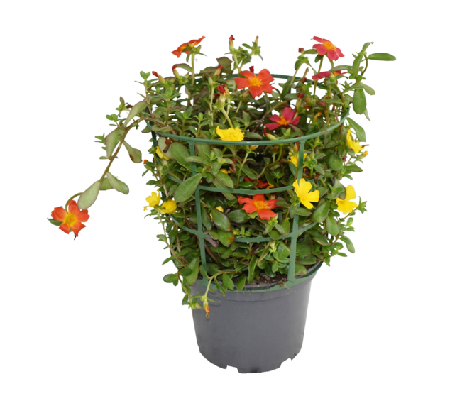 PORTULACA POURPIER