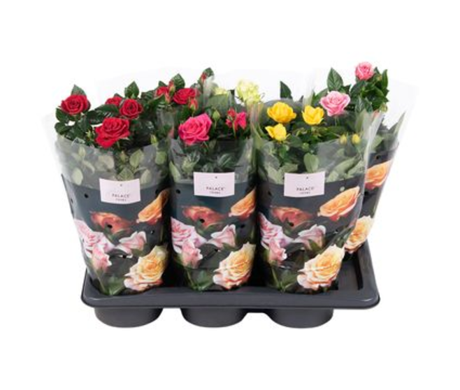 ROSIER PALACE &