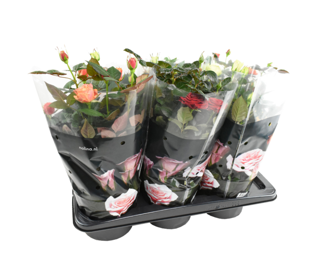 ROSIER PALACE &