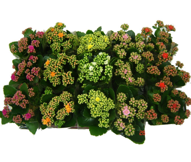KALANCHOE FL DBLE