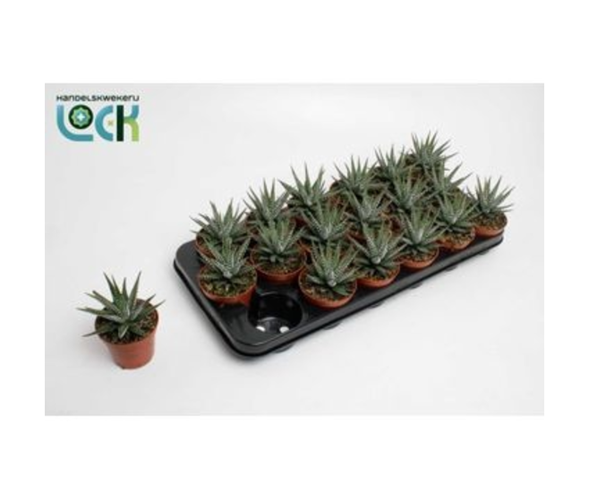 CACTUS HAWORTHIA BIG BAND