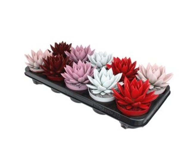 ECHEVERIA TEINTE