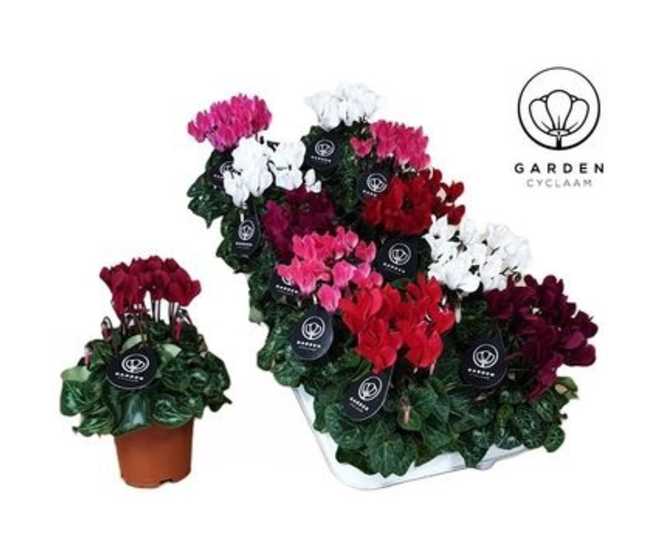 CYCLAMEN MINI